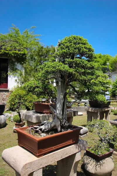 Shanghai China April 2019 Zeer Oude Bonsai Boom Shangai Botanische — Stockfoto