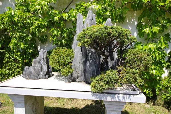 Xangai China Abril 2019 Árvore Bonsai Muito Antiga Jardins Botânicos — Fotografia de Stock