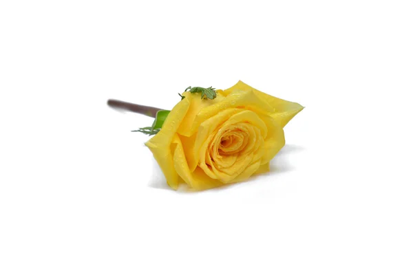 Gyönyörű Sárga Rózsa elszigetelt fehér — Stock Fotó
