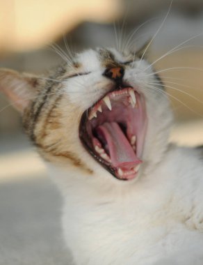 Sonbaharda havada uçan komik kırmızı kedi