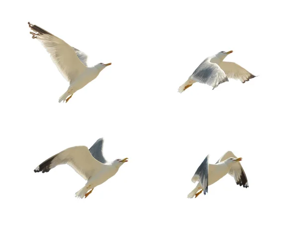 Rebanho de gaivotas na margem do rio Danúbio, batendo suas — Fotografia de Stock