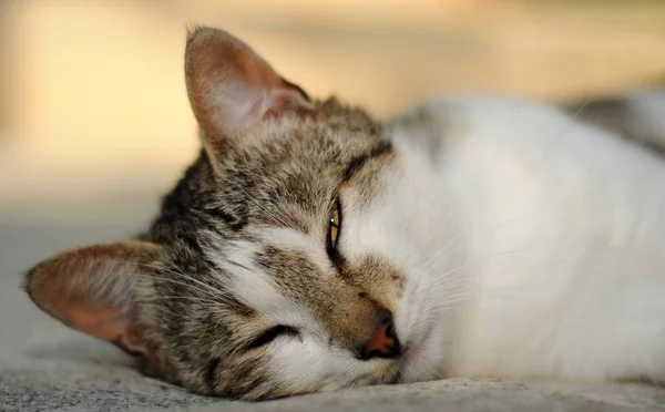 Gato vermelho engraçado voando no ar no outono — Fotografia de Stock