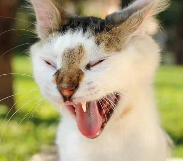 Grappige rode kat vliegen in de lucht in de herfst — Stockfoto