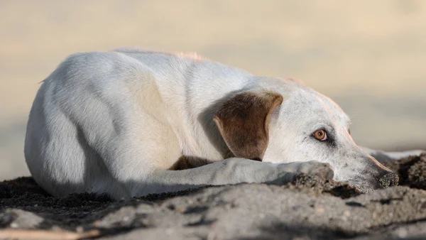 Golden retriever cão deitado sobre fundo branco — Fotografia de Stock