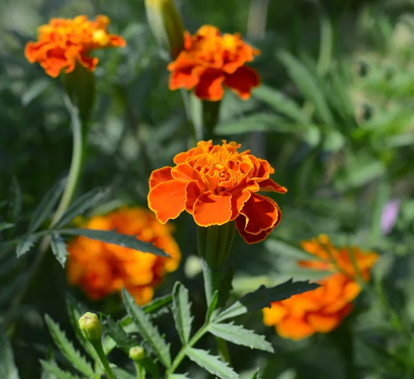 束花园的花朵 — 图库照片