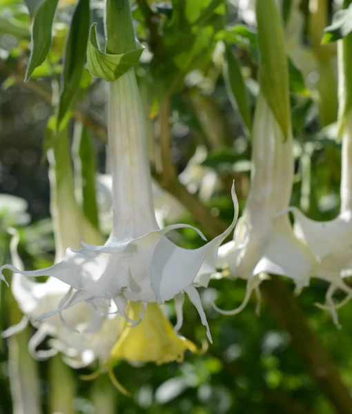 Blomsterklase — Stockfoto