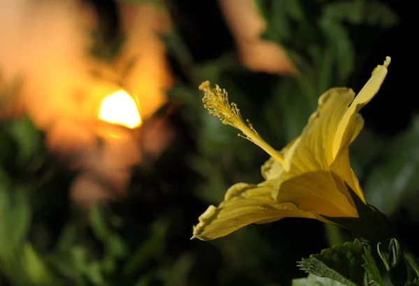 Dahlia Conception de fleur d'automne.Avec copie-espace Images De Stock Libres De Droits
