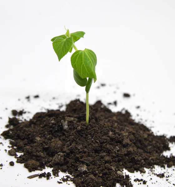 Cetriolo verde che cresce nella pianta del giardino — Foto Stock