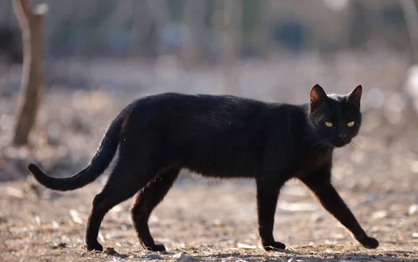 Chat noir marchant sur le — Photo