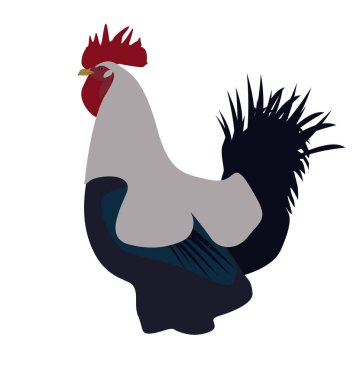 Renkli horoz veya mücadele horoz