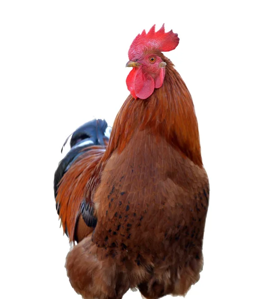 Gallo colorido o gallo de lucha en el Imagen de stock