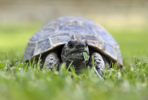 Testudo hermanni schildkrötenauf einem weißen abgelegenen Hintergrundstrand — Stockfoto