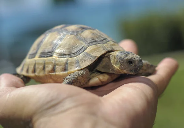 Testudo hermanni tortoiseon en vit isolerade bakgrund strand — Stockfoto