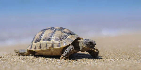 Testudo hermanni tortoiseon een witte geïsoleerde achtergrond strand — Stockfoto