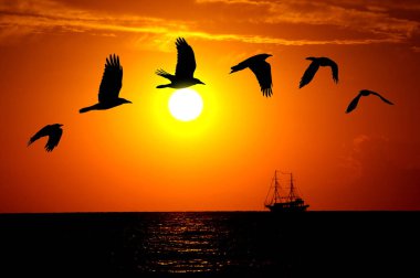 günbatımı, gökyüzü, kuzgun, güzel, uçuş, uçak, sezon, kargalar uçan kuşlar, uçan ıslak,