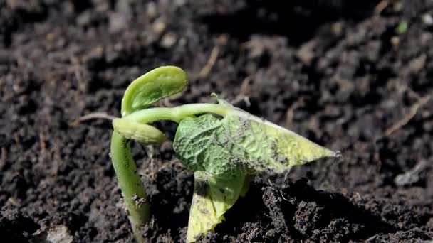 Plants growing time lapse grrin — Stock Video