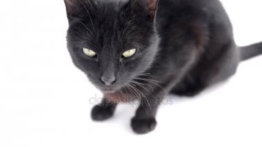 Sarı gözlü hayvanlarla kara kedi