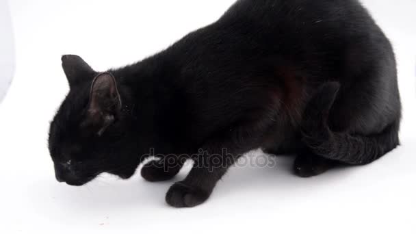 Gatto nero con occhi gialli animali — Video Stock