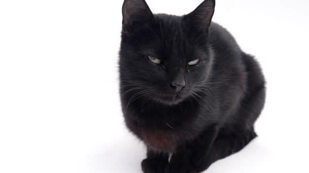 Gato negro con ojos amarillos animales — Vídeos de Stock