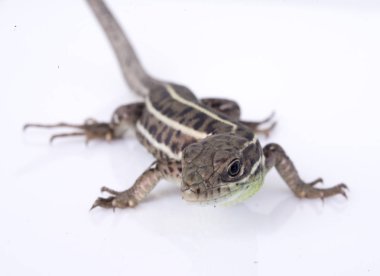 Sakallı Ejder (agama kertenkele) üzerinde beyaz zophobas solucan yeme