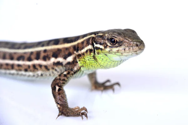 Bearded dragon (agama lizard) eating zophobas worm over white — Stock Photo, Image