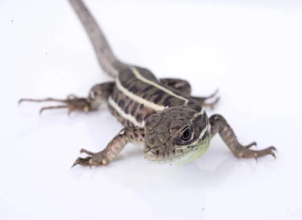 Dragón barbudo (lagarto agama) comiendo gusano zophobas sobre blanco —  Fotos de Stock