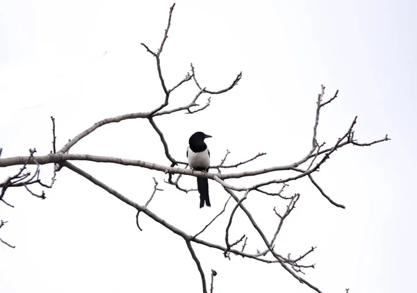 Magpie on a tree branch — Stock Photo, Image