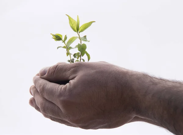 Plant een hand natuur, binnenshuis gree — Stockfoto