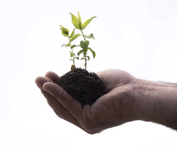 Planta uma mão natureza, dentro de casa gree — Fotografia de Stock