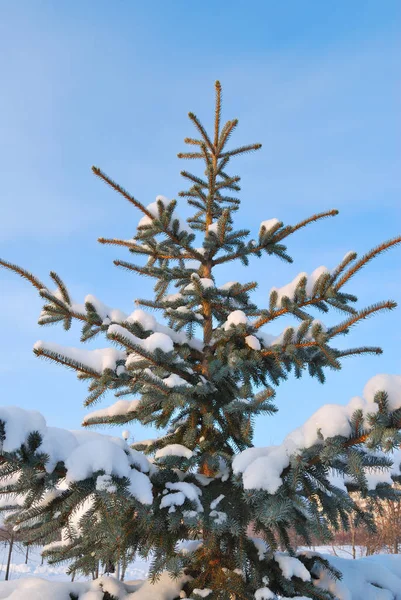 Όμορφη χριστουγεννιάτικα δέντρα — Φωτογραφία Αρχείου