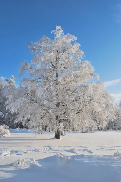 Bela árvore coberta de neve — Fotografia de Stock