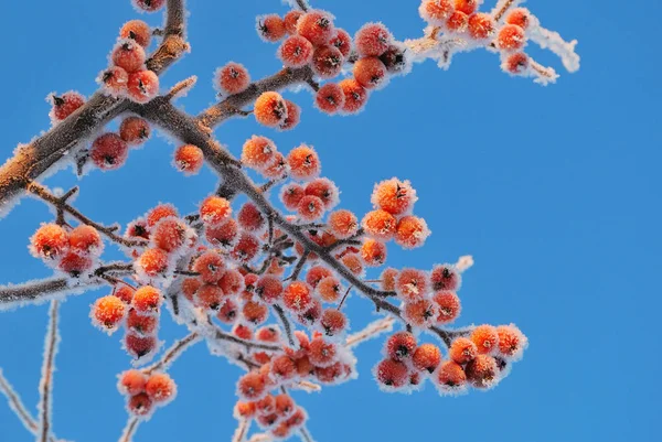 Frost küçük elmalar — Stok fotoğraf
