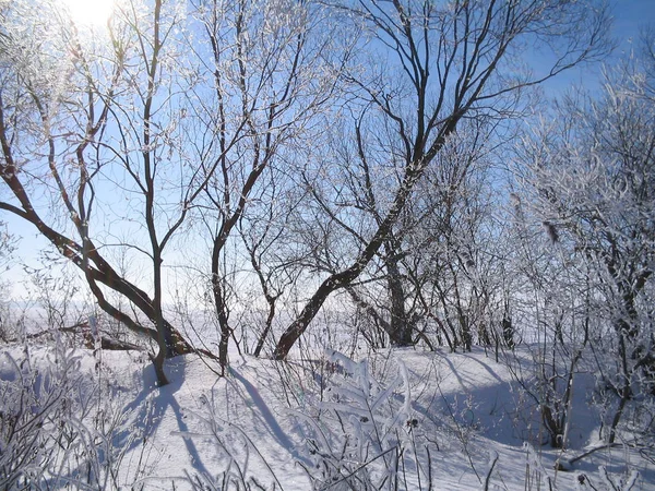 Wunderbarer sonniger Wintertag — Stockfoto