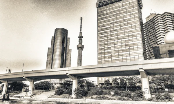 Tokyo, Japan. Sumida river viewpoint to see sky tree tower landm — Stock Photo, Image