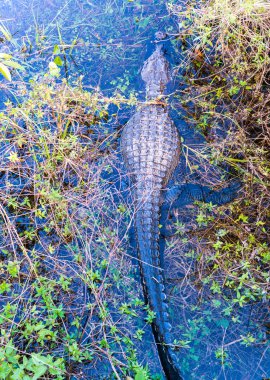 Florida Everglades bataklık timsah