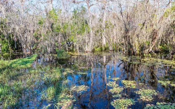 植被的佛罗里达大沼泽地沼泽地 — 图库照片