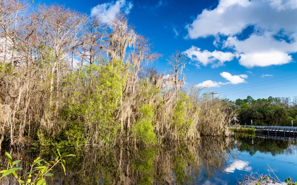 Florida Everglades renkleri — Stok fotoğraf