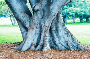 Banyan Tree on a garden clipart