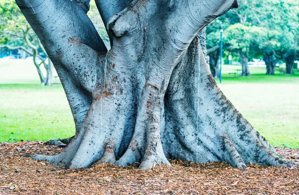 Árbol de Banyan en un jardín — Foto de Stock