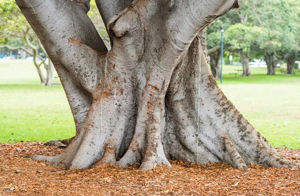 Banyan Tree w Sydney — Zdjęcie stockowe