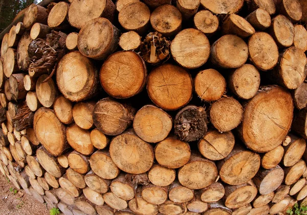 Lumber on a Dolomites Wood — Stock Photo, Image