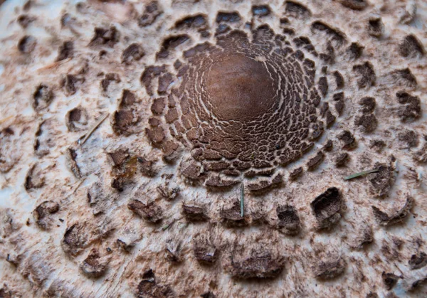 Paddestoelen in een Dolomieten hout, Italië — Stockfoto