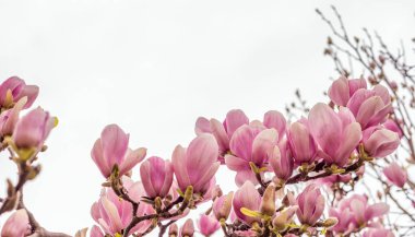 Magnolia flowers in spring season clipart