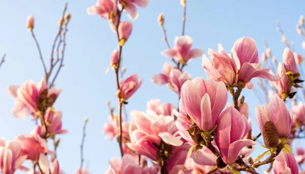 Magnolia flores na estação de primavera — Fotografia de Stock