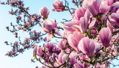 Magnolia flowers in spring season clipart