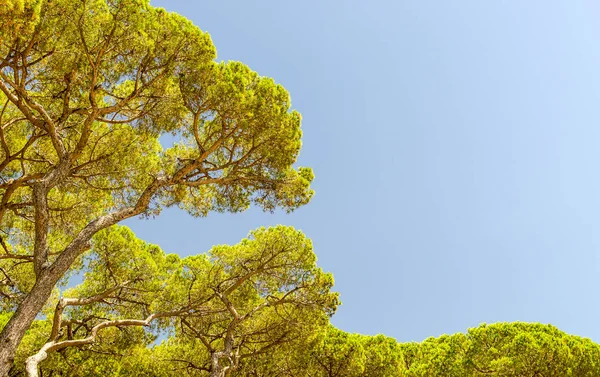 Pinos en Toscana, Italia —  Fotos de Stock