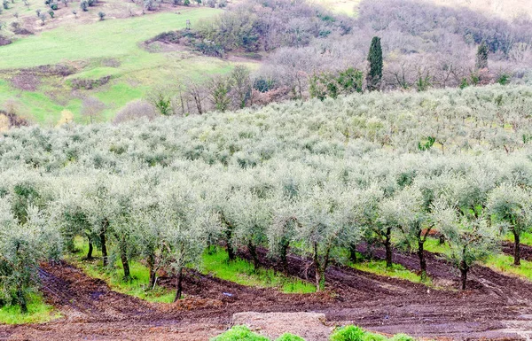 Toskana, italien. wunderbare Kampagne der Region Landschaft in spri — Stockfoto