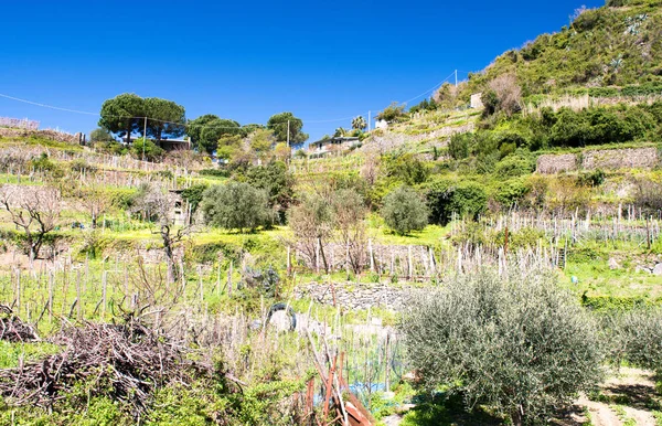 Beautiful landscape of Cinque Terre Mountains, Corniglia — Stock Photo, Image