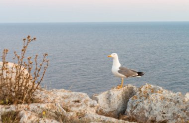 Gün batımı, bulanık görünüm denizde bir taşın üzerinde martı