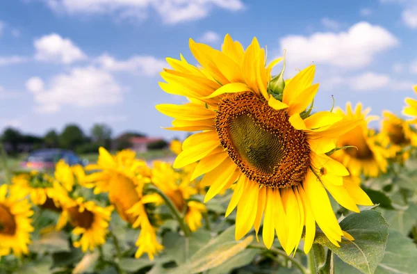 Sunflower field in summer season — Stock Photo, Image